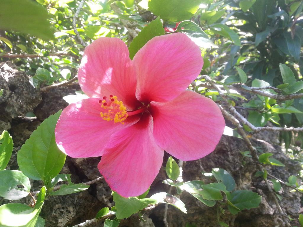 Kim'S Garden Βίλα Anda  Εξωτερικό φωτογραφία